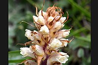 Orobanche amethystea